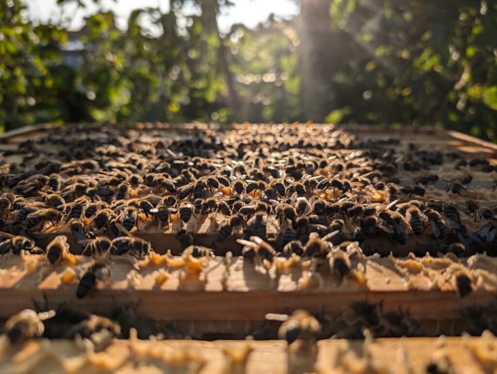 Actual Honey Banner 1